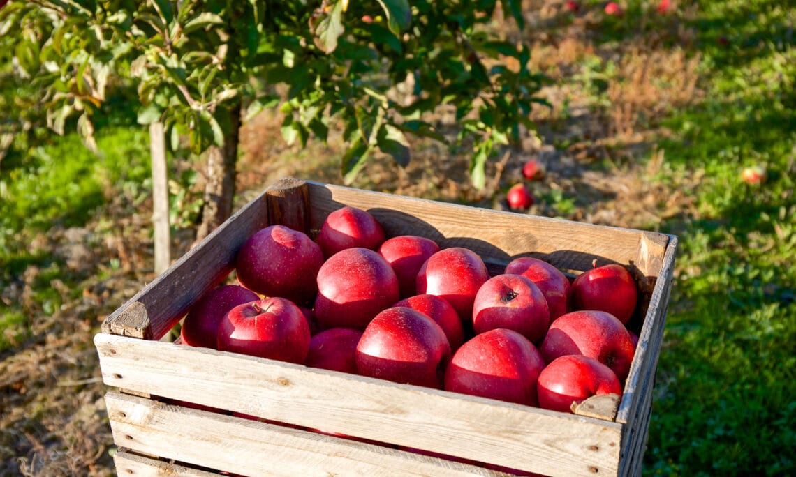 The Best Apple Orchards in Asheville, NC
