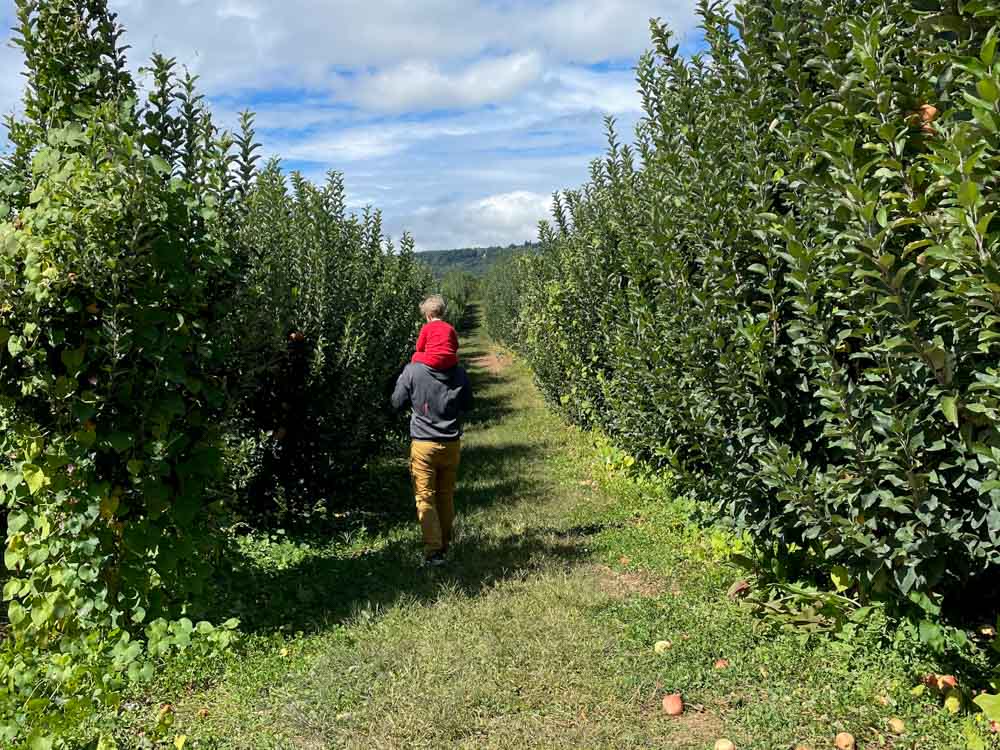 Must Visit Apple Orchards Near Asheville: Justus Orchard