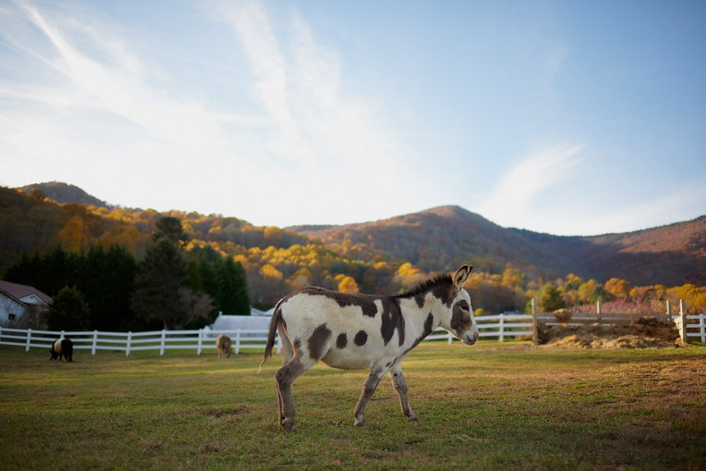 Best Things To Do in Waynesville: Winchester Creek Farm