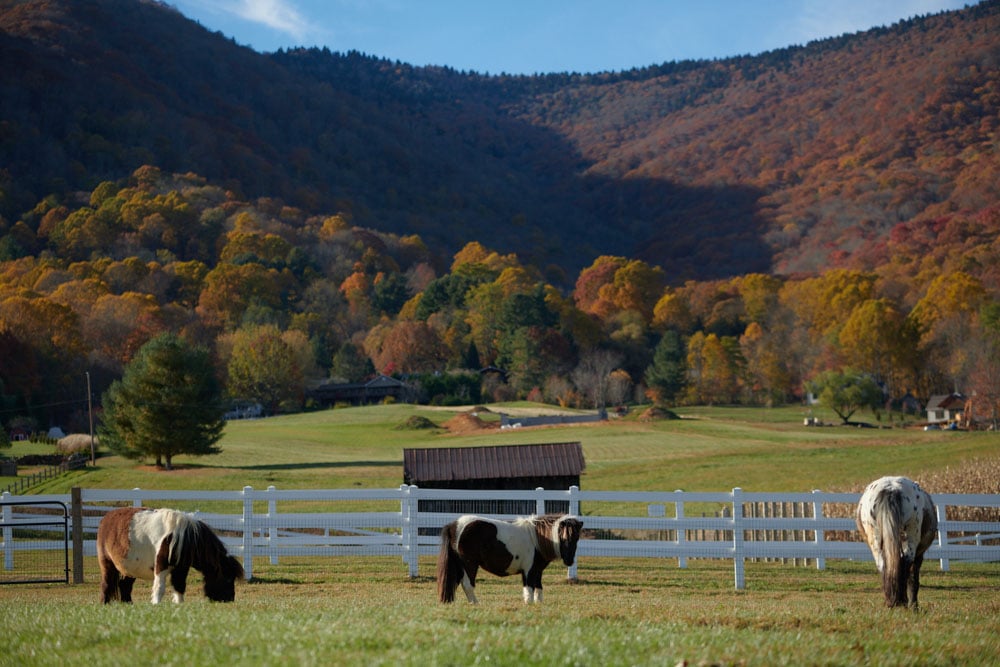 Things To Do in Waynesville: Winchester Creek Farm 