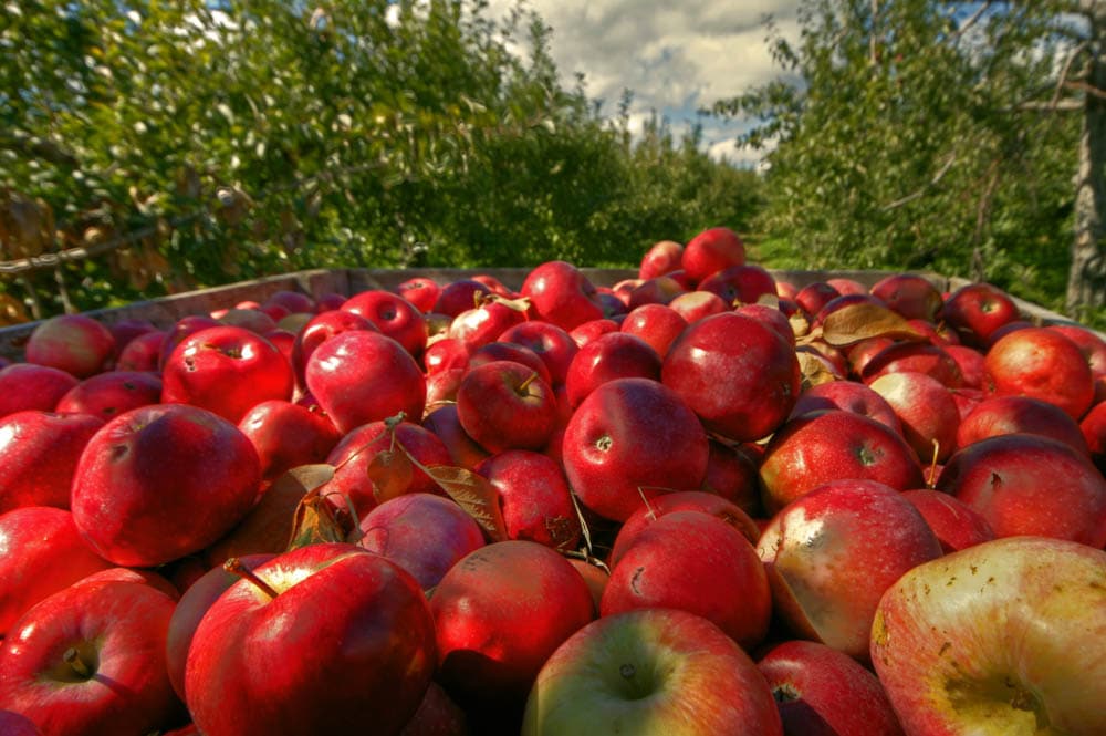 Where to See The Fall Colors in Asheville: Apple Orchard