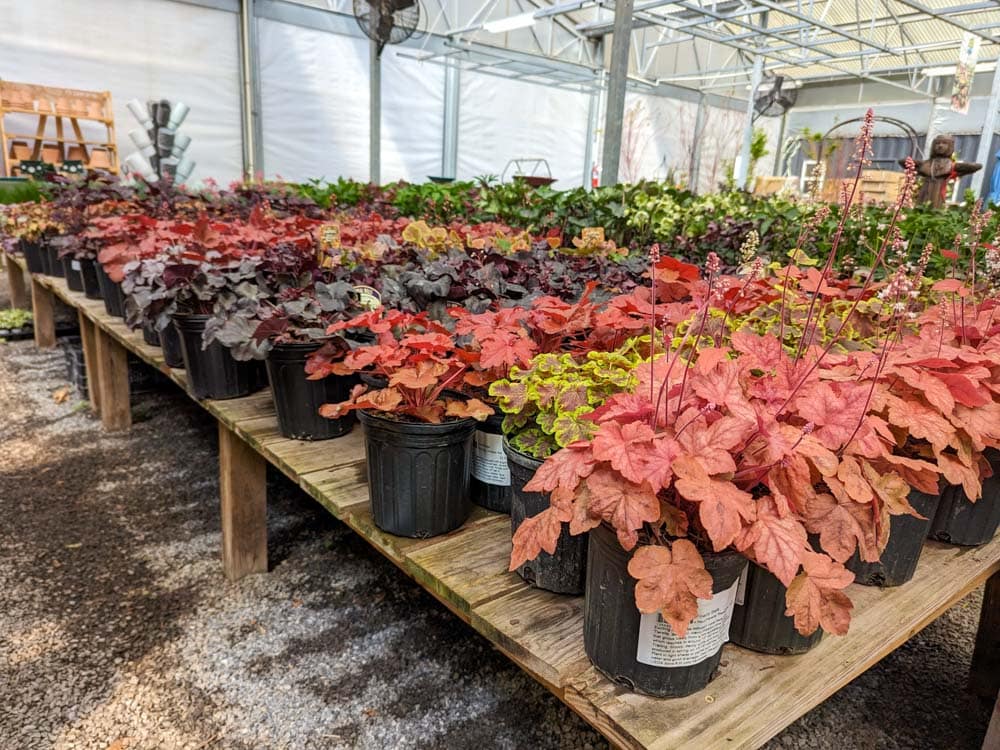 The Best Things to do in Asheville in March: Visit Plant Nurseries