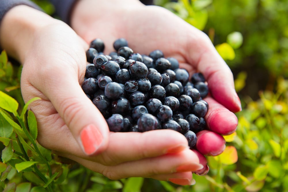 Unique Things to Do in Asheville in August: U Pick Berry Picking