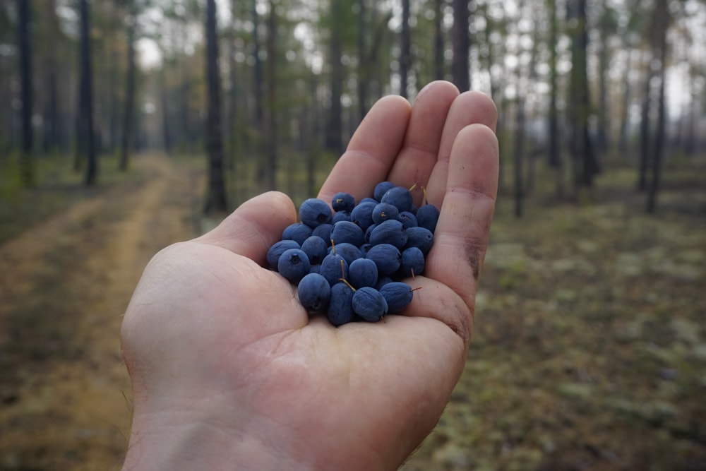 Berry Farms Near Asheville, NC: Wild Edible Berries