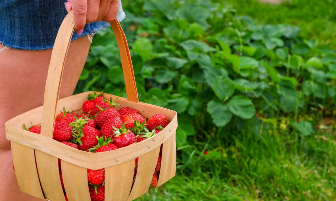 The Best Places to go Berry Picking in Asheville, NC