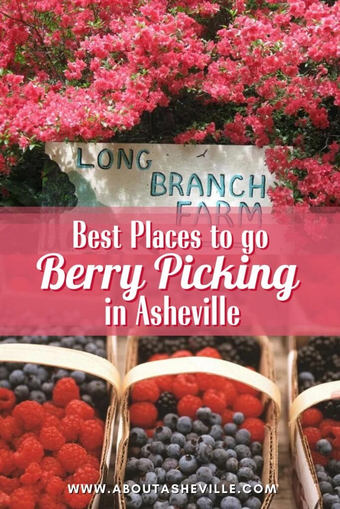 Best Places to Go Berry Picking in Asheville, NC