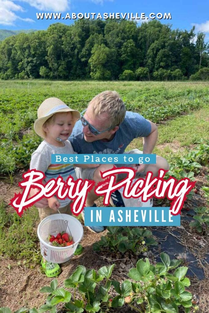 Best Places to Go Berry Picking in Asheville, NC