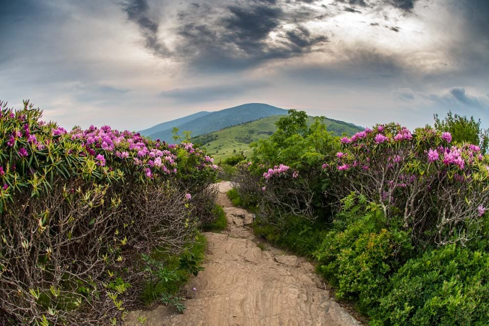 Cool Things to Do in Asheville in September: Roan Mountain Section of The Appalachian Trail