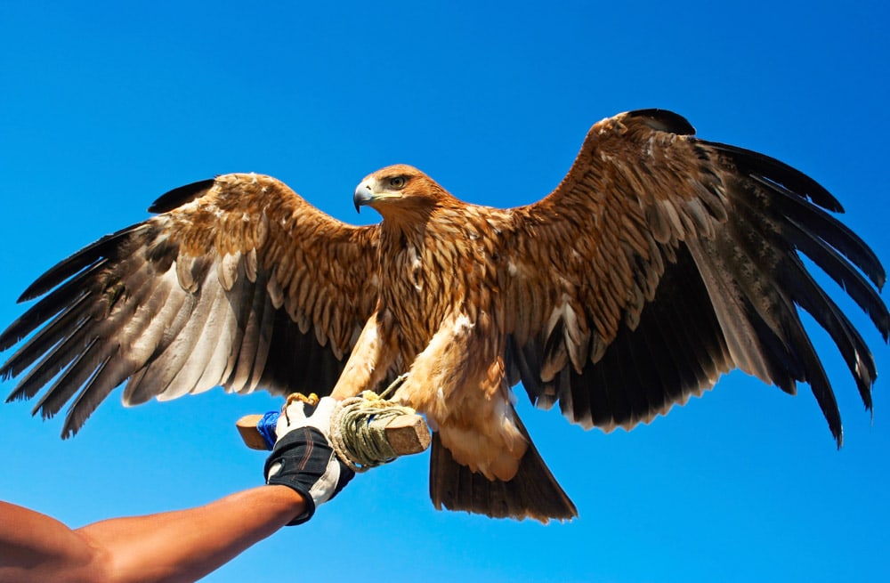 Cool Things to Do in Asheville in September: Try your Hands at Falconry