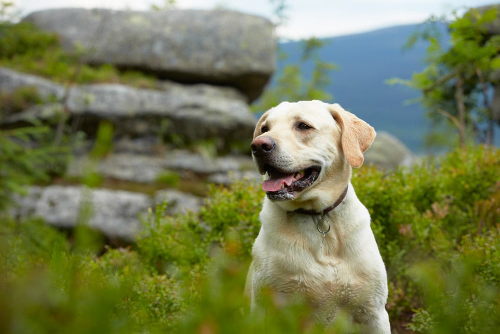 Dog Friendly Thing to Do in Asheville: Hiking