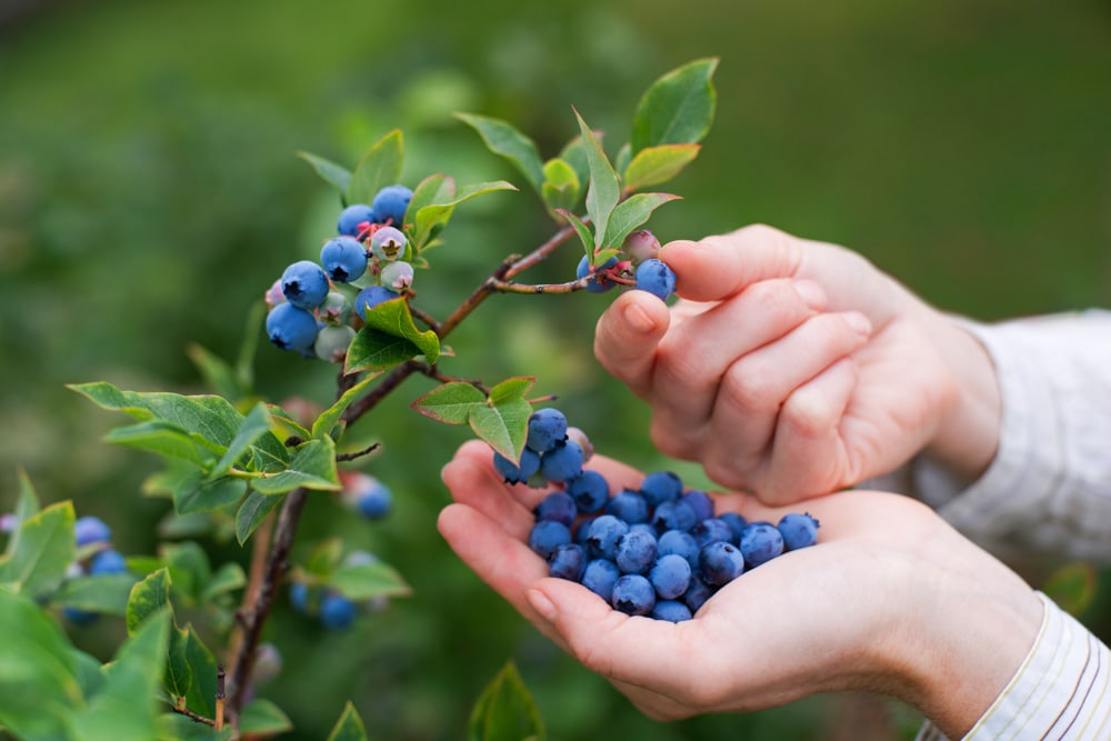 Fun Things to Do in Asheville in Summer: Blueberry Picking
