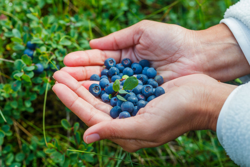 Must Visit Berry Farms Near Asheville, NC: Gypsy Mountain Blueberry Patch