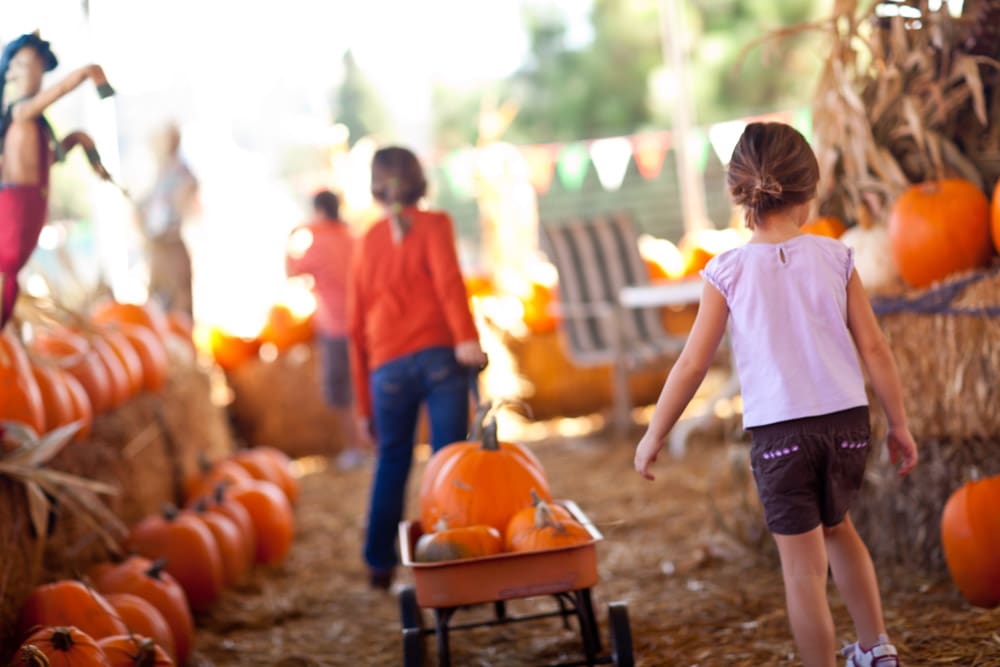 October Activities in Asheville: Pumpkin Patch