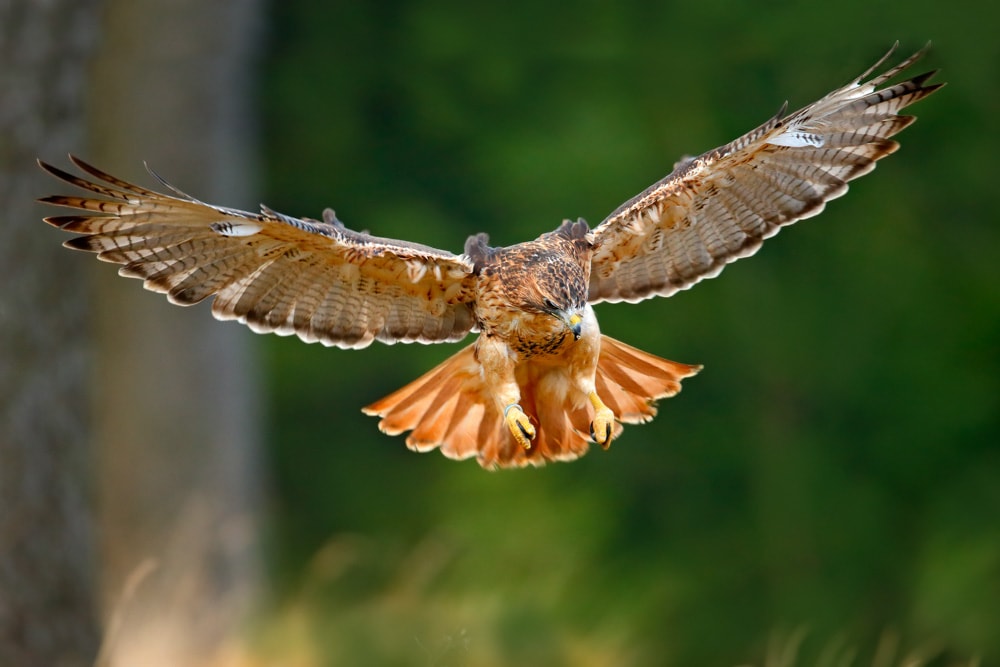 Unique Things to Do in Asheville in September: Try your Hands at Falconry