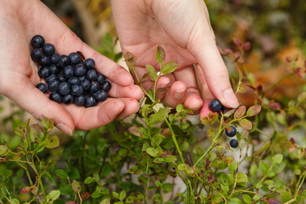 Unique Things to Do in Asheville in Summer: Blueberry Picking
