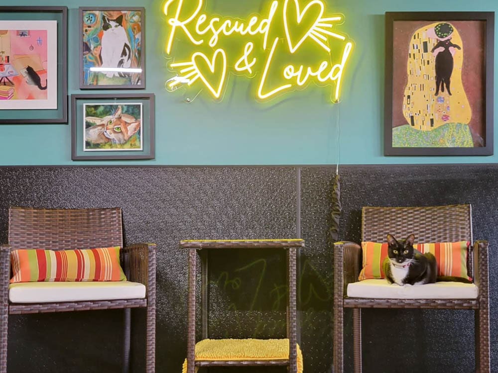 Female Owned Businesses in Asheville: Cats at Play Café