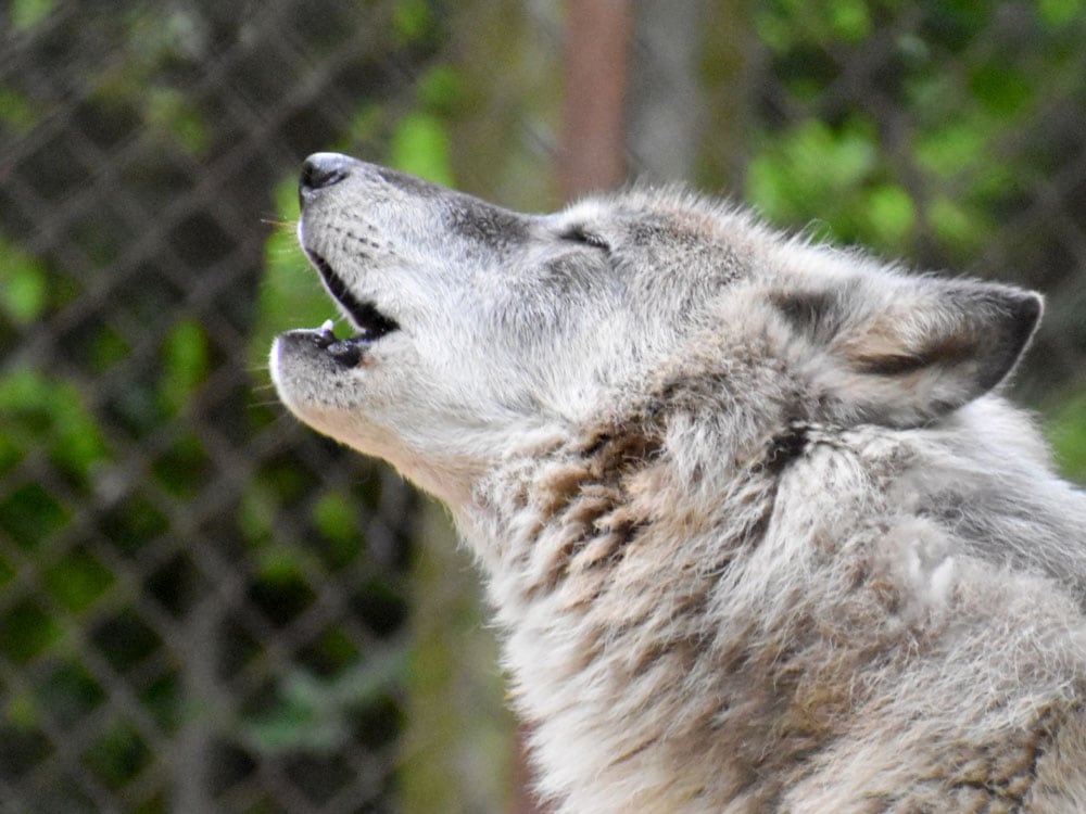 Asheville Halloween Things to do on Halloween: Wolf Howl for Kids 