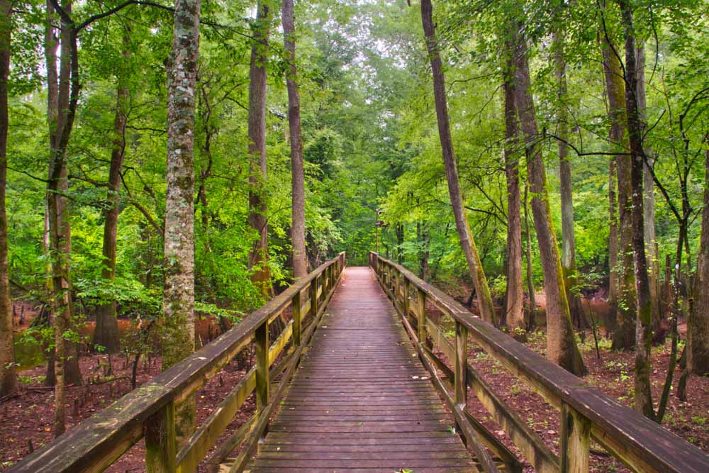 Best State and National Parks to Visit Near Asheville: Congaree National Park