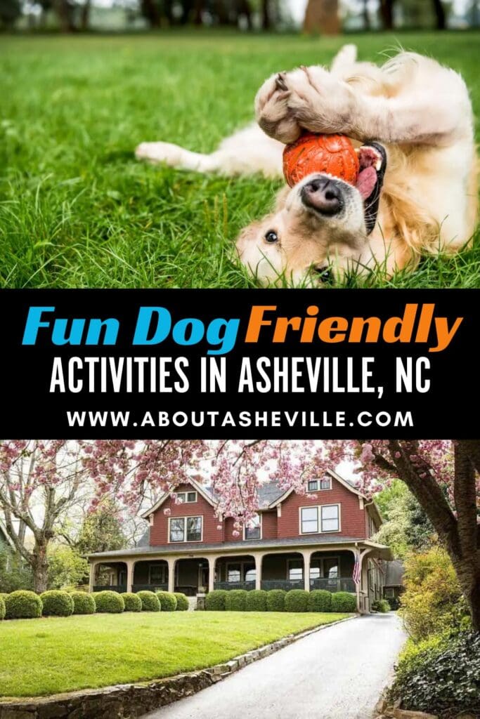 Best Dog Friendly Activities in Asheville, NC