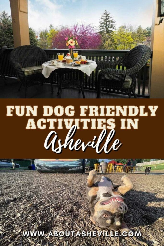Best Dog Friendly Activities in Asheville, NC