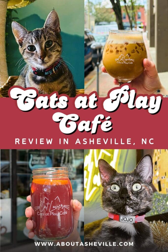 Cats at Play Cafe Review in Asheville, NC