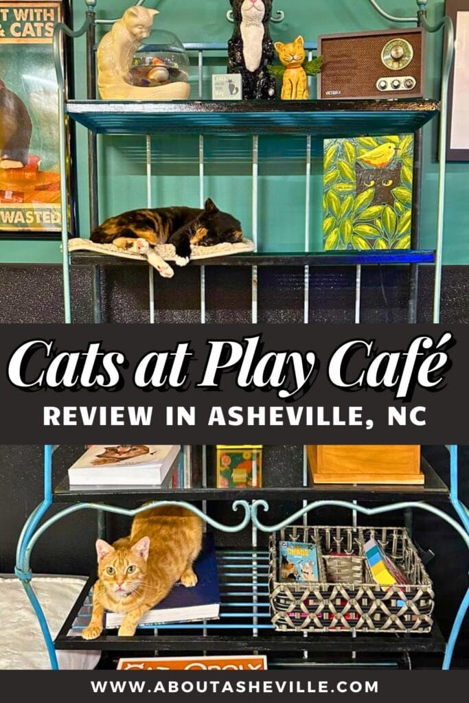 Cats at Play Cafe Review in Asheville, NC