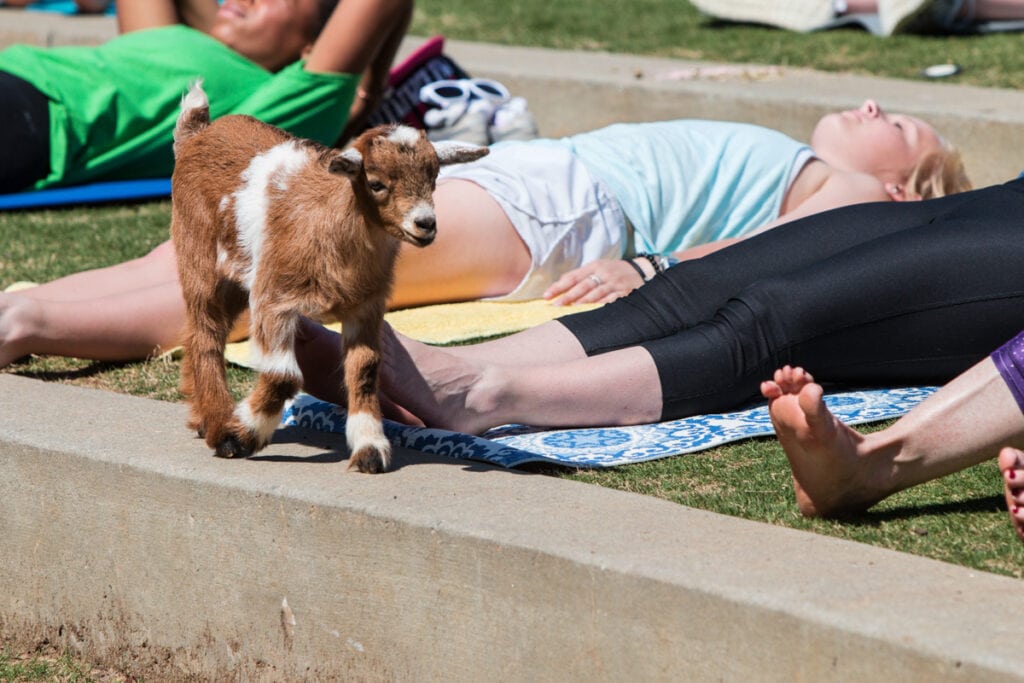Fun Things to Do in Asheville in Spring: Yoga with Goats