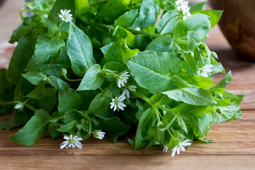 Foraging in Asheville in Spring: Chickweed