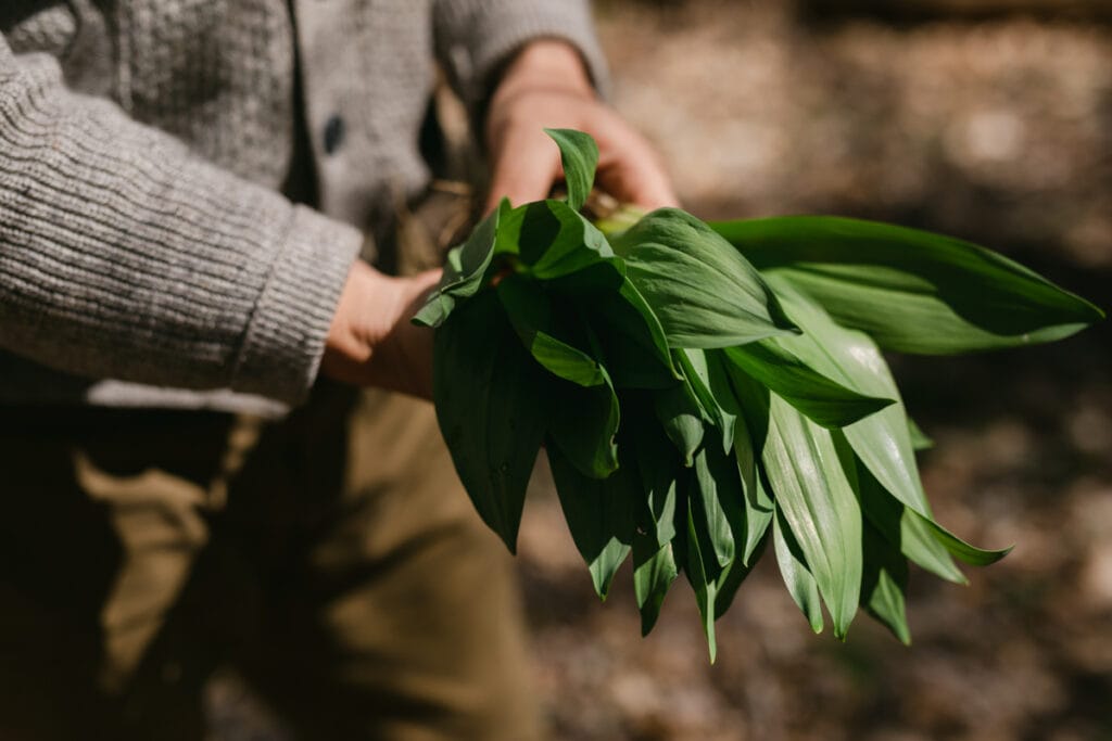 Foraging in Asheville in Spring: Ramps