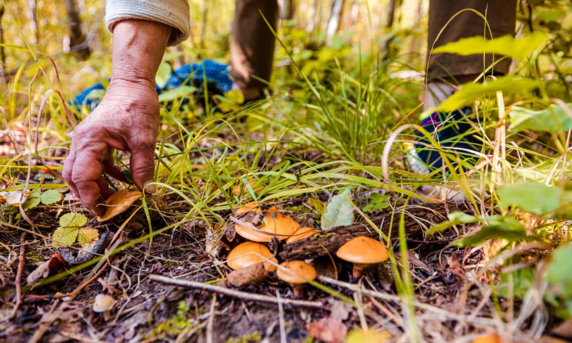 A Guide to Springtime Foraging in Asheville