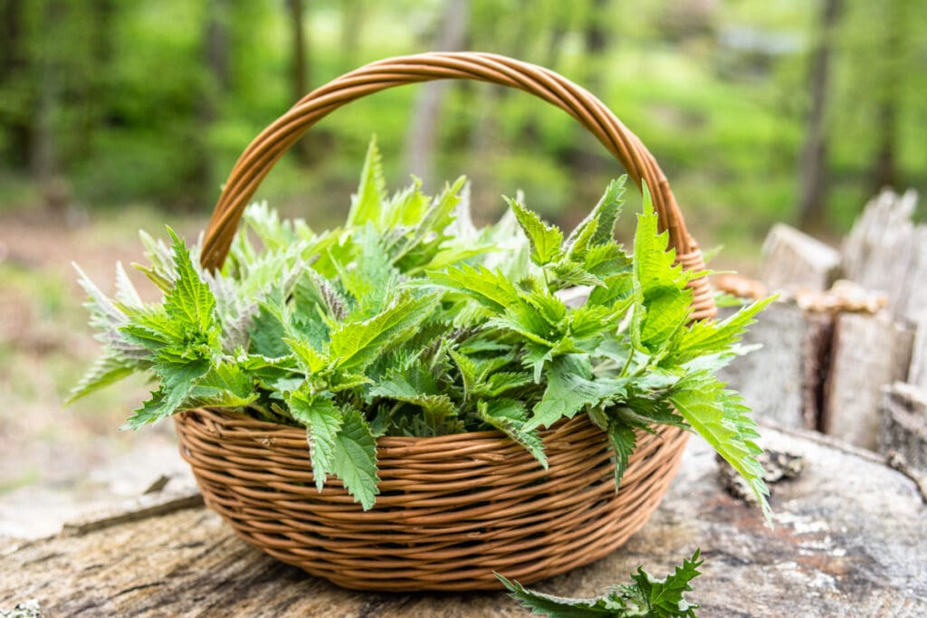 Guide to Springtime Foraging in Asheville: Stinging Nettle 