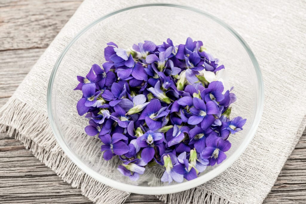 Guide to Springtime Foraging in Asheville: Wild Violets 