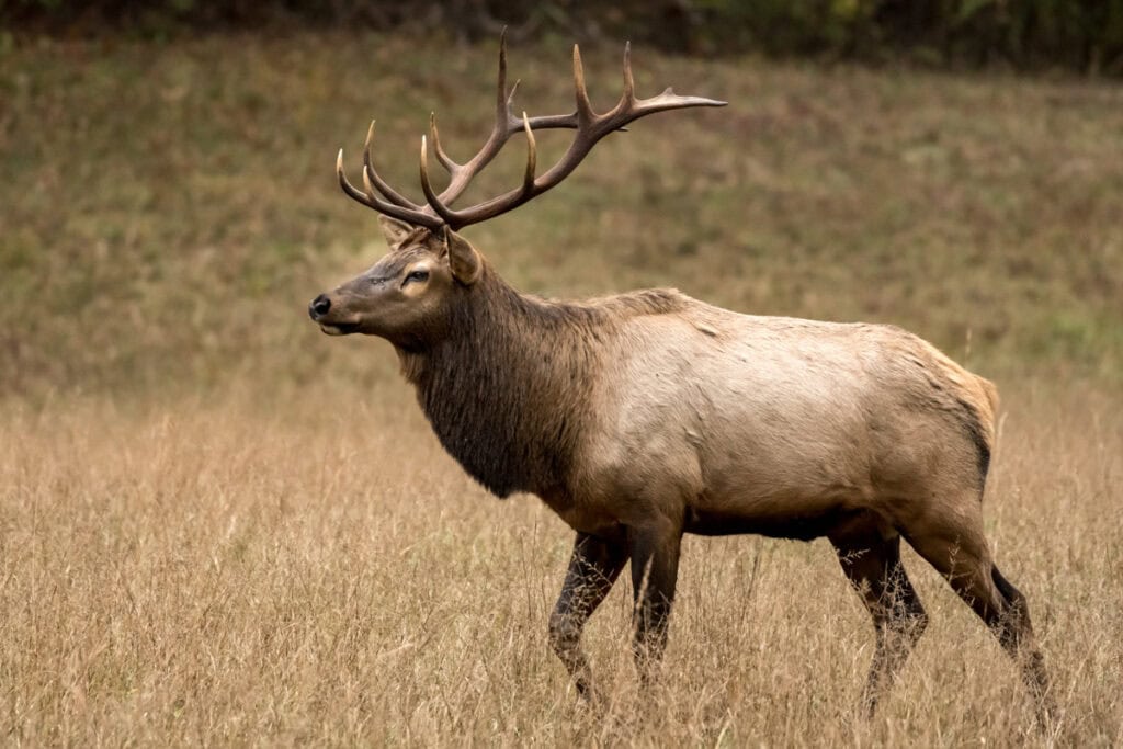 Best Places to See and Interact with Animals in Asheville:  Elk at Great Smoky Mountains -