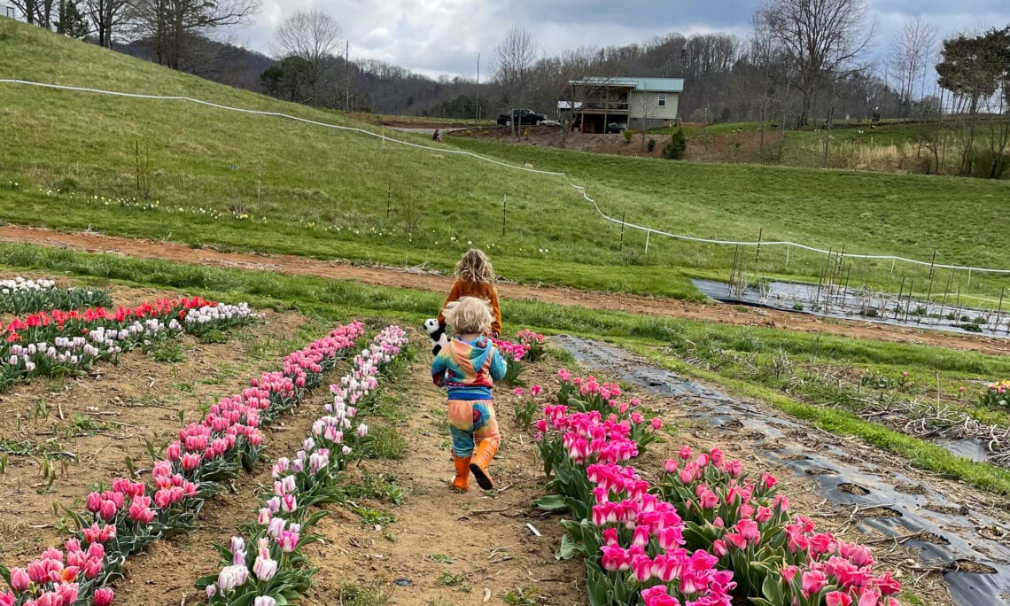 The Best U-Pick Flower Farms in Asheville, NC