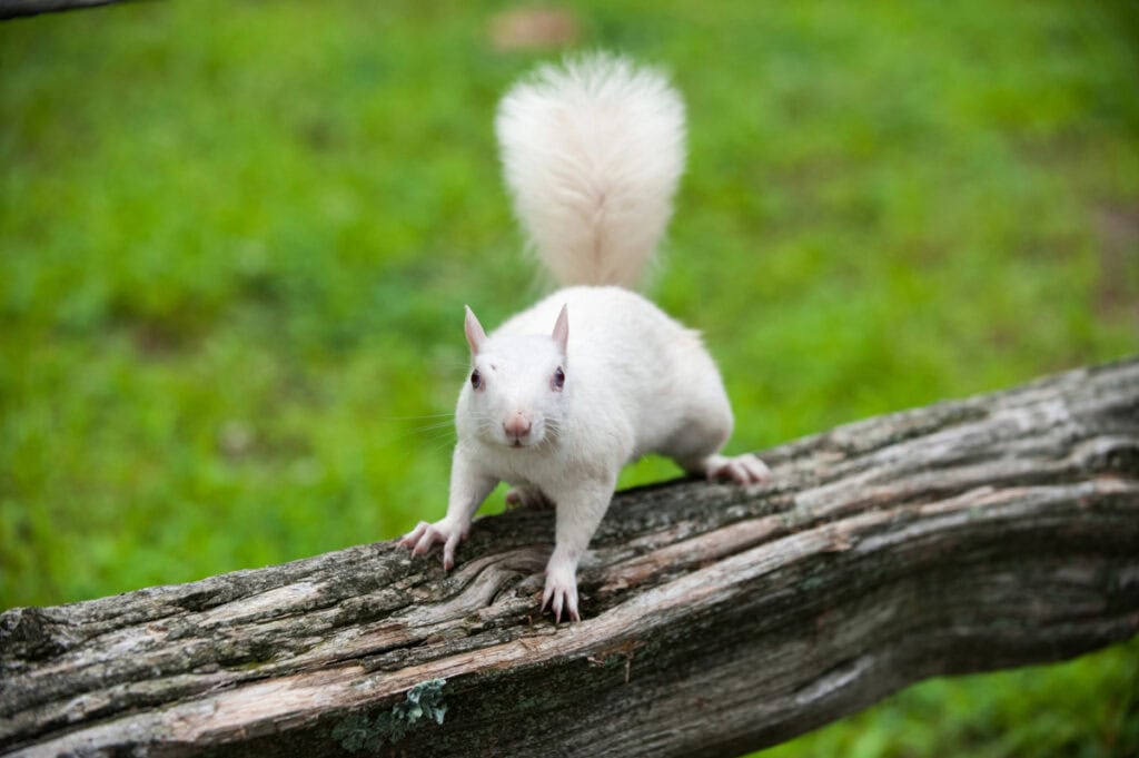 Where to See Animals in Asheville:  White Squirrels in Brevard